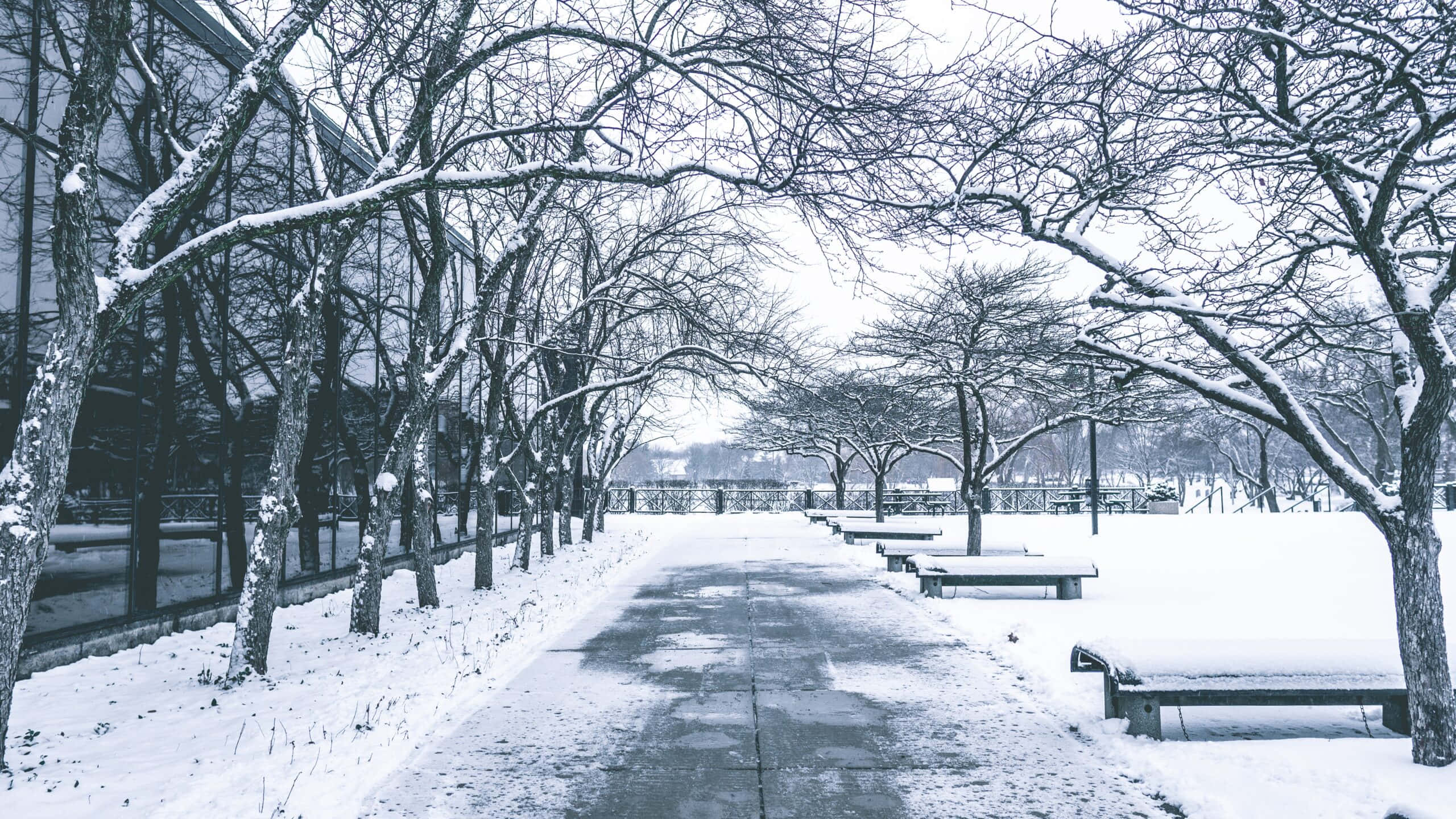 Snowfall, side walk trees, snow-covered park pathway, 2K Desktop Wallpaper