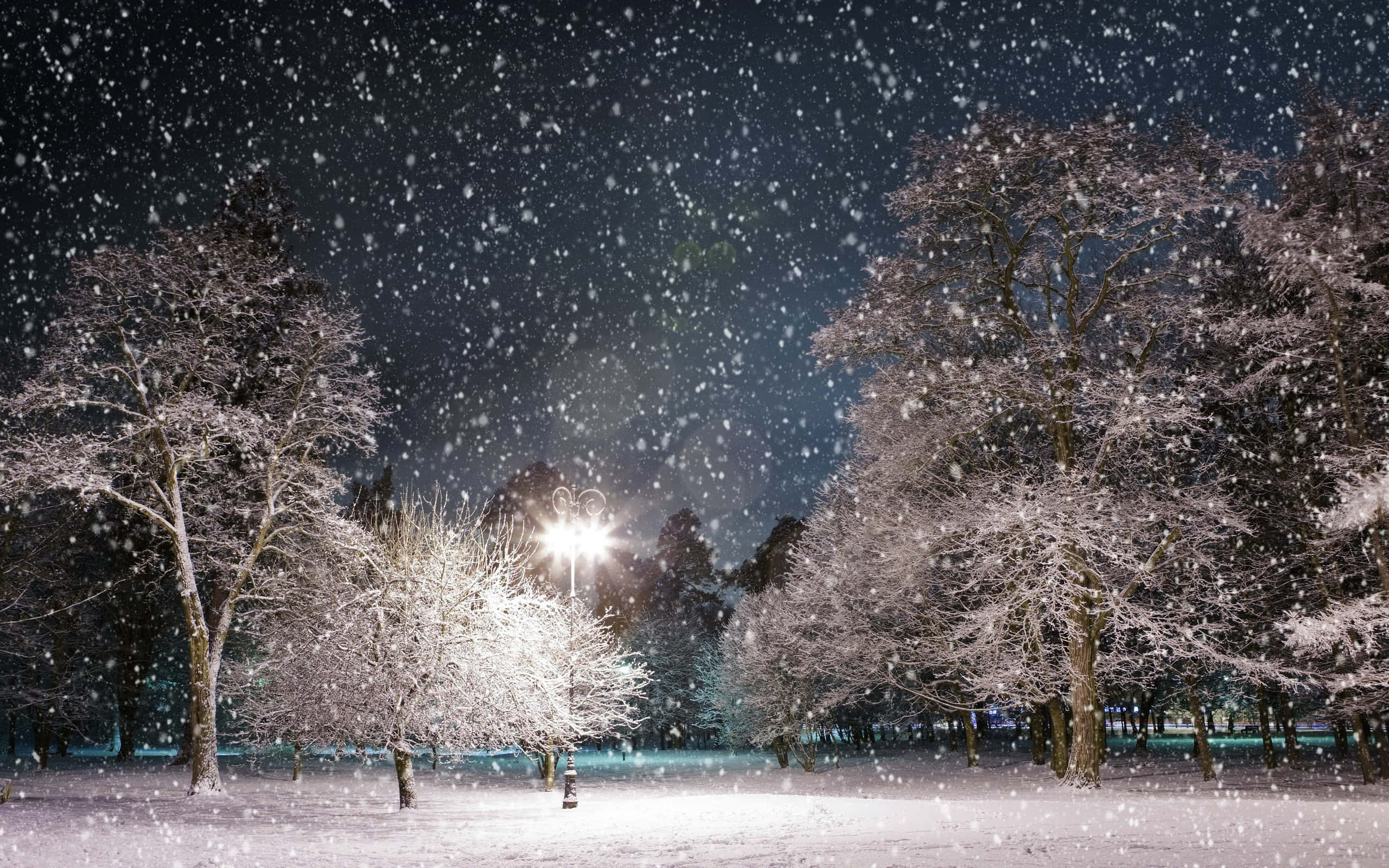 snowfall, frosted trees, streetlamp, 2K Desktop Wallpaper
