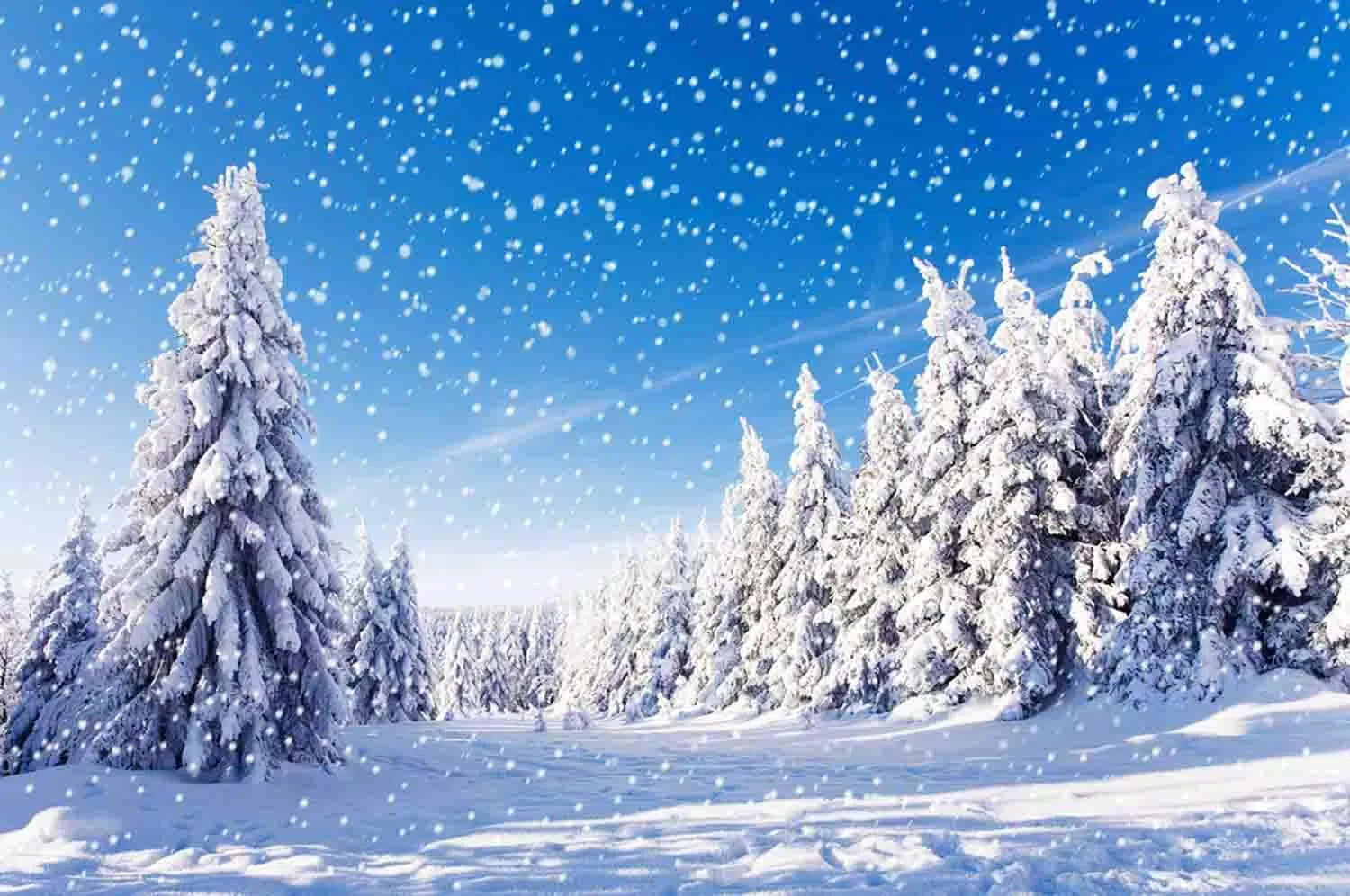Snowfall, snowy landscape, snow-laden evergreen trees, HD Desktop Wallpaper