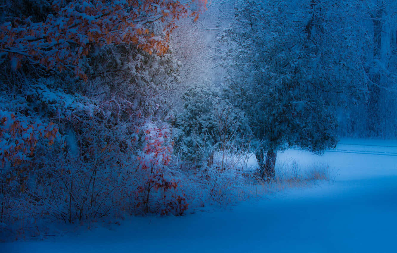 snowfall, winter forest, blue-hued trees, HD Desktop Wallpaper