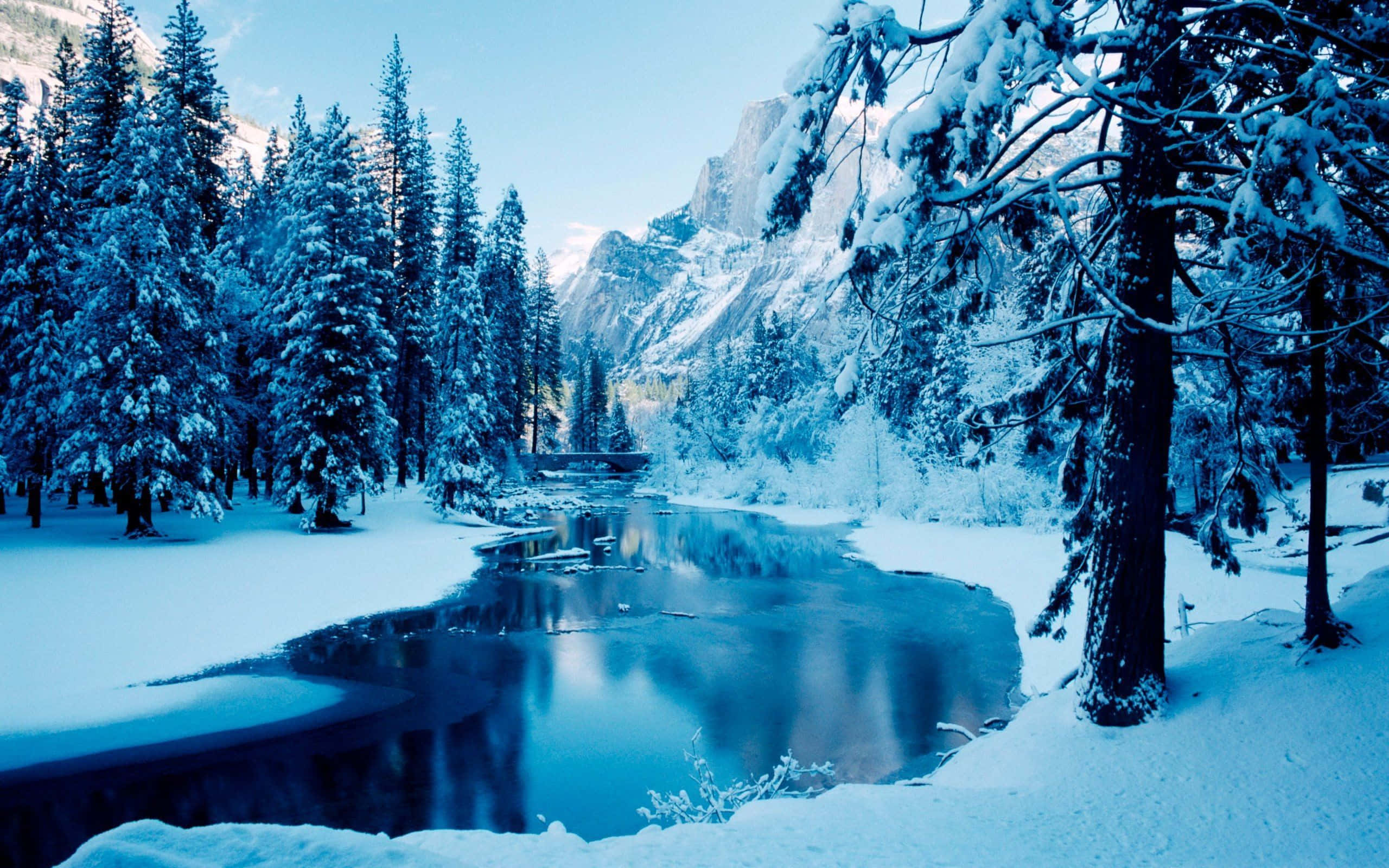 Snowfall, winter scene, snow-covered pine trees, 2K Desktop Wallpaper