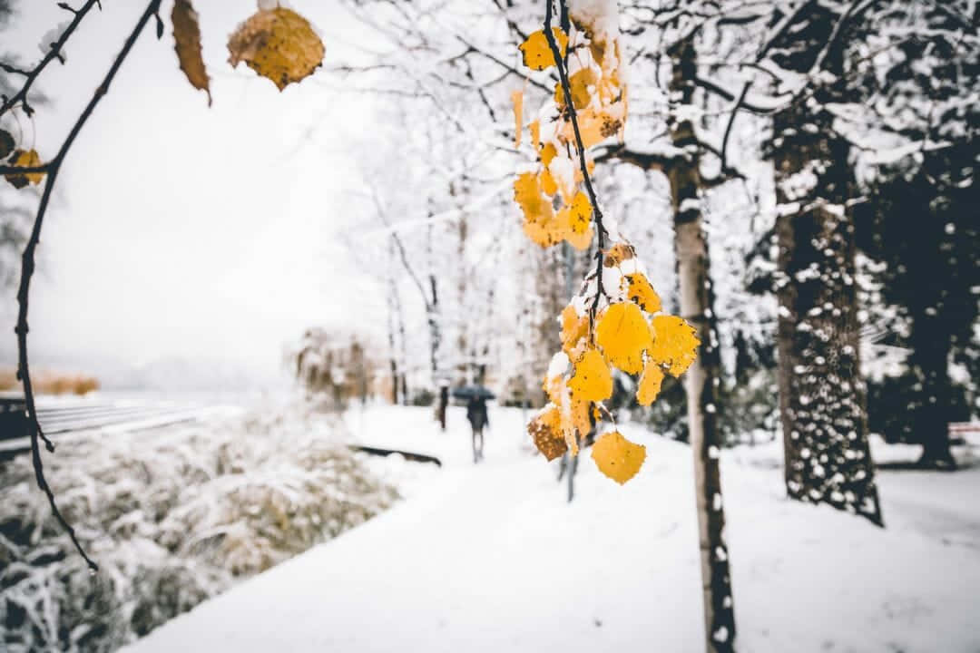 Snowfall, vibrant yellow leaves, snowy forest path, SD Desktop Wallpaper