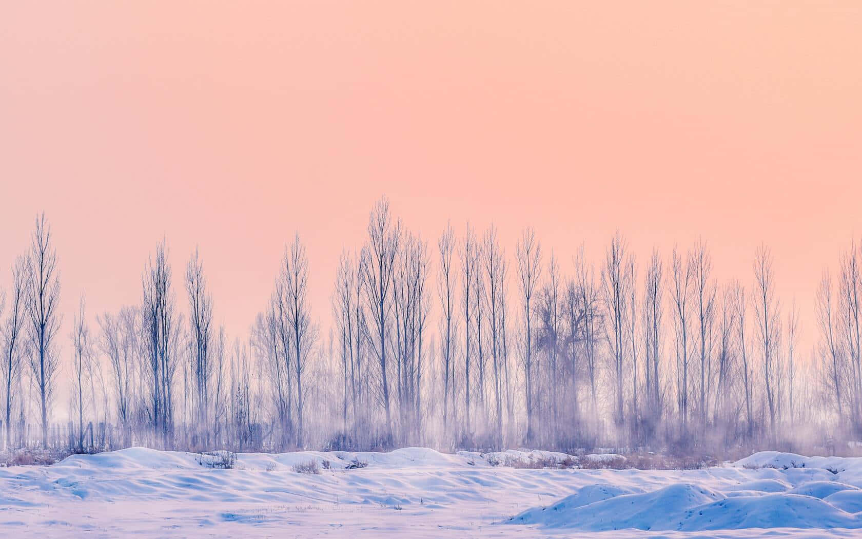 Snowfall, serene winter forest, snowy field, HD Desktop Wallpaper