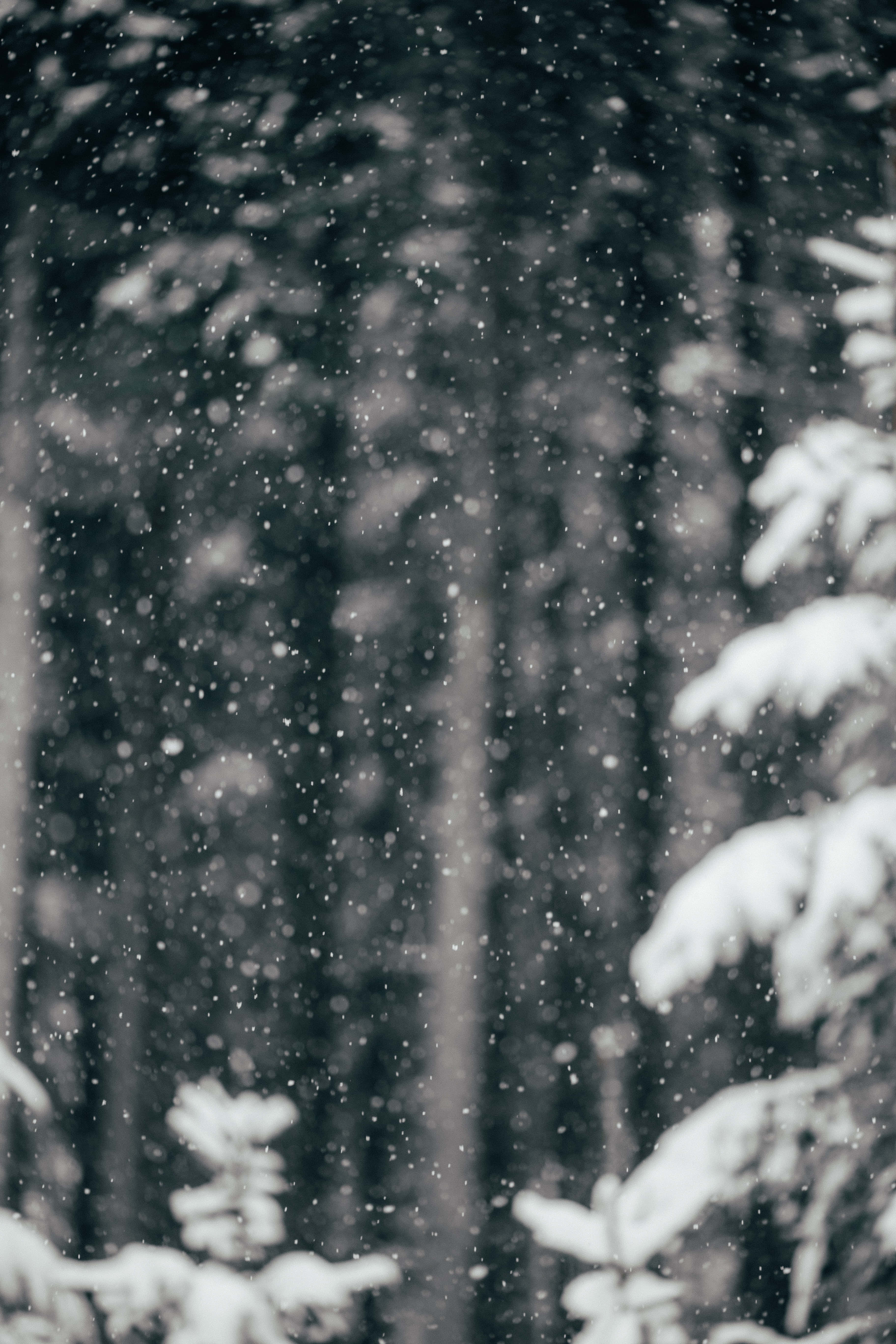 snowfall, monochrome forest, snow-laden branches, 5K Phone Wallpaper