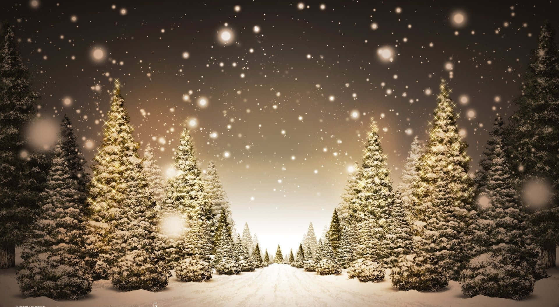 Snowfall, snowy path, snow-covered pine trees, Full HD Desktop Wallpaper