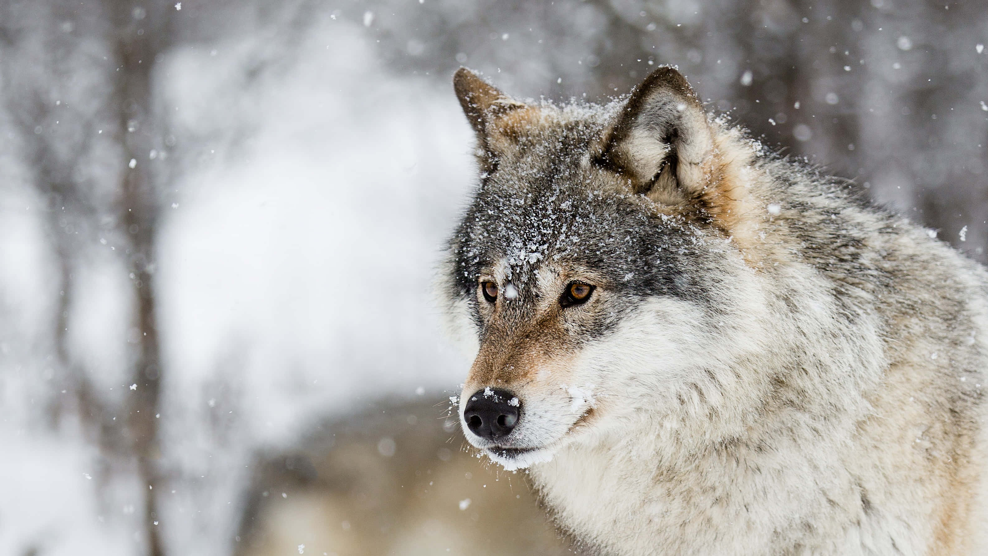 snowfall, gray wolf, snowflakes, 2K Desktop Wallpaper