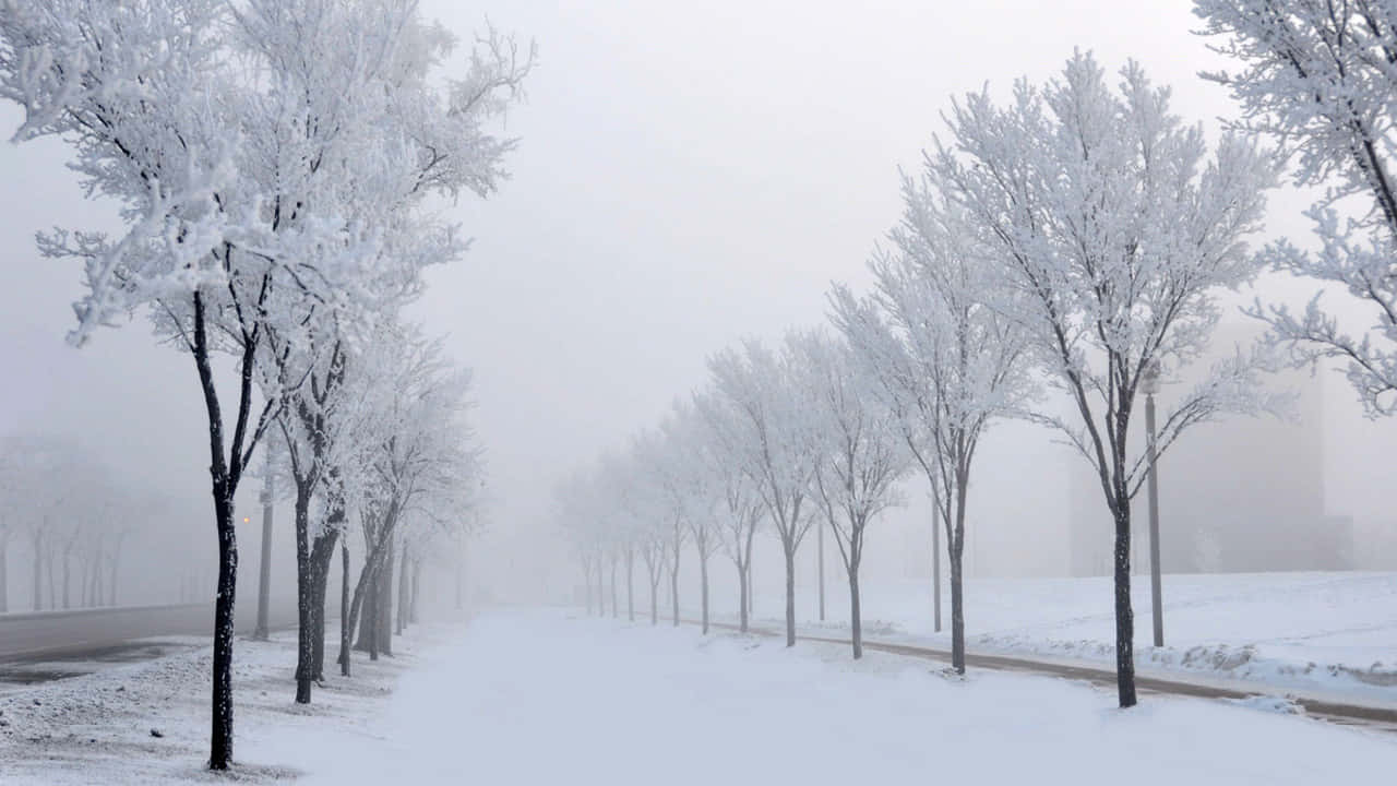 Snowfall, frost-covered trees, snowy path, HD Desktop Wallpaper