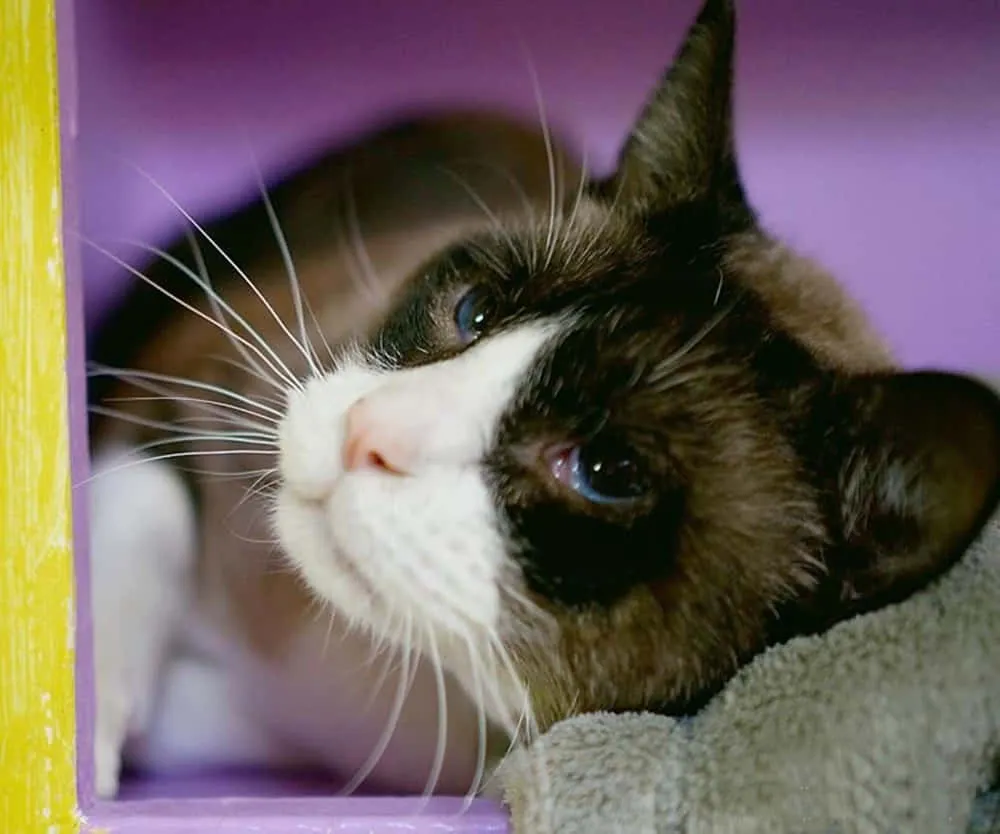 Snowshoe Cat