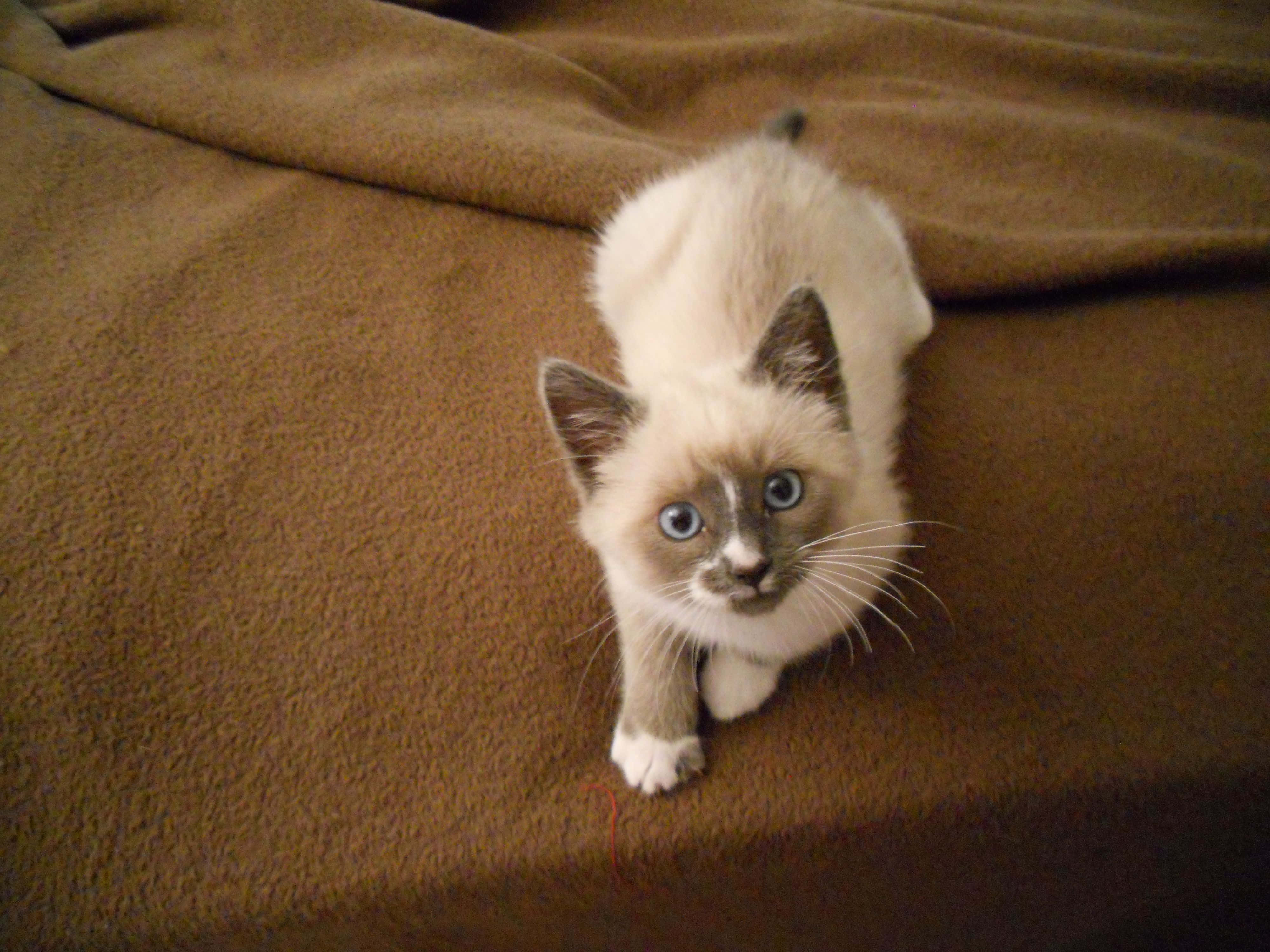 Snowshoe Cat, cream-colored, striking blue eyes, 4K Desktop Wallpaper