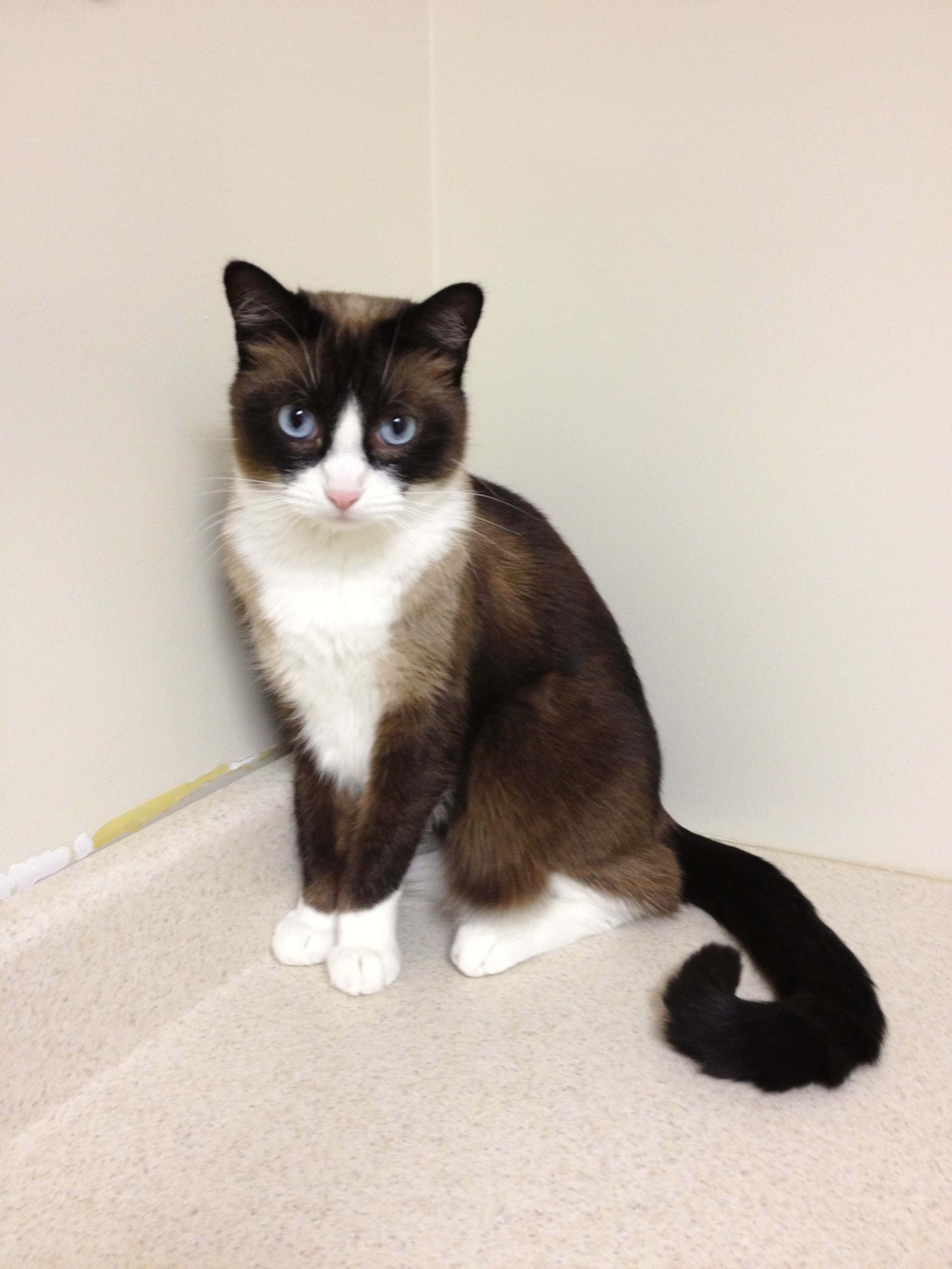 Snowshoe Cat, beige carpet, striking blue eyes, 2K Phone Wallpaper