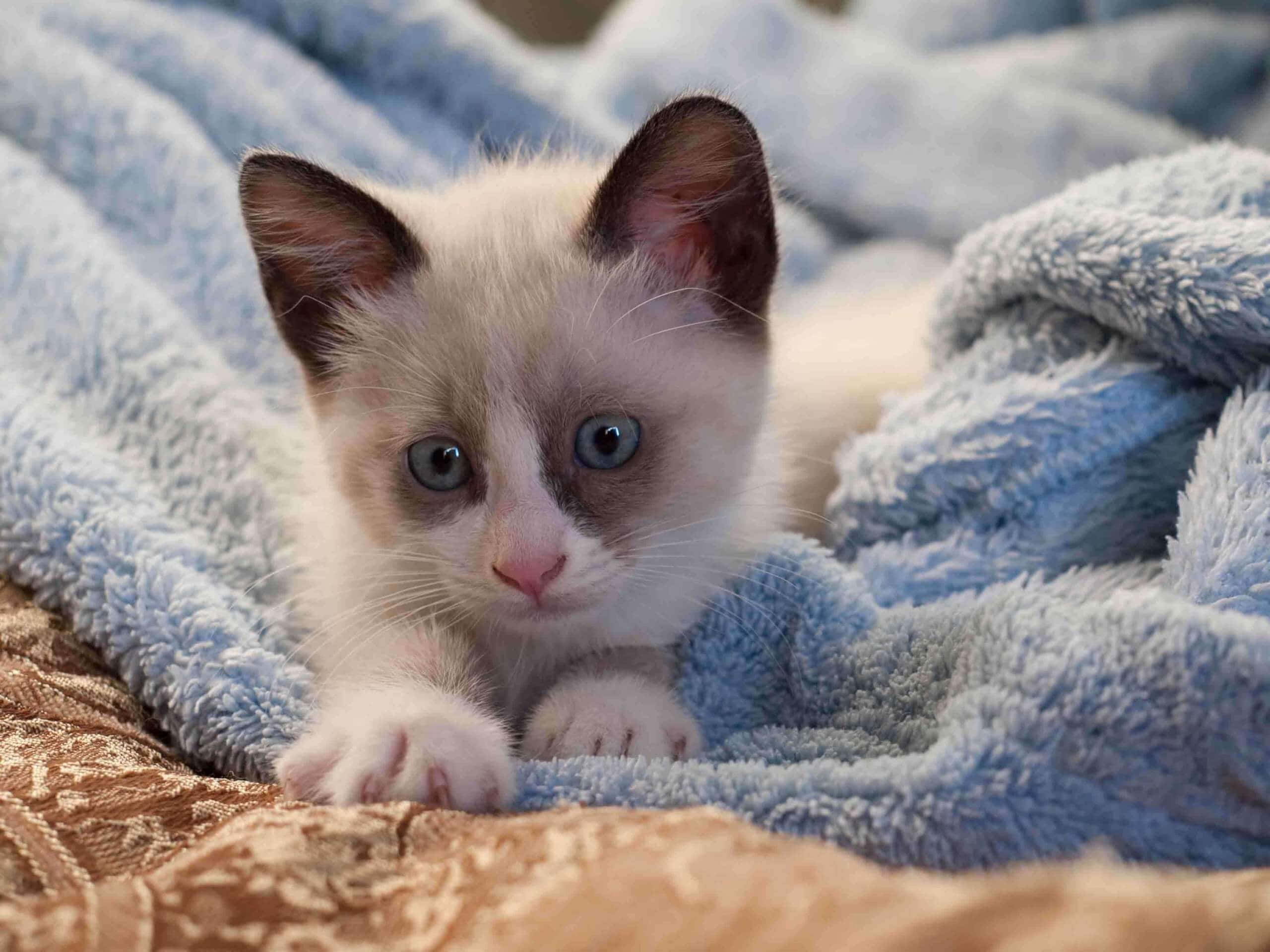 Snowshoe Cat, fluffy white kitten, striking blue eyes, 2K Desktop Wallpaper