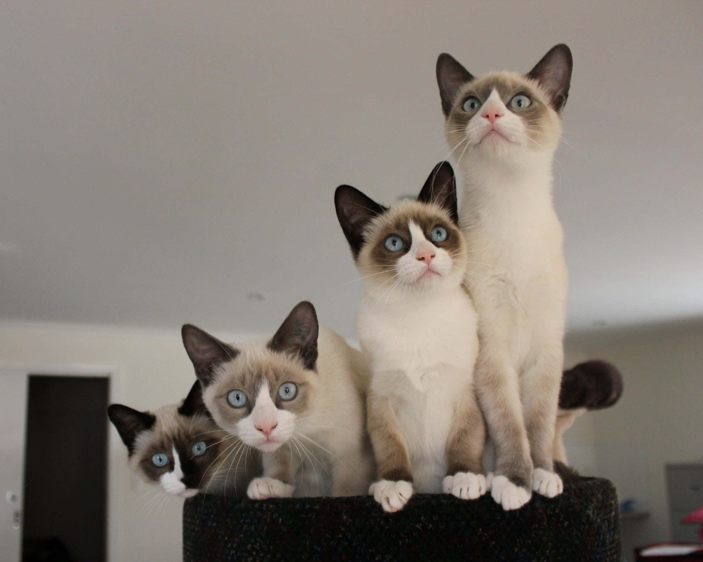 Snowshoe Cat, blue eyes, dark cat tree, Full HD Desktop Wallpaper