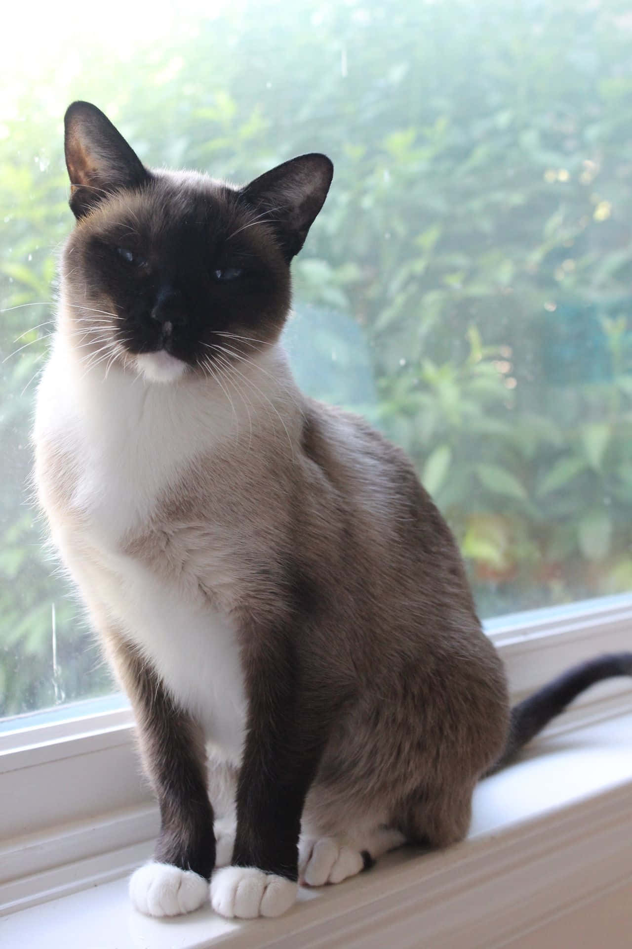Snowshoe Cat, windowsill, blurred green garden, Full HD Phone Wallpaper