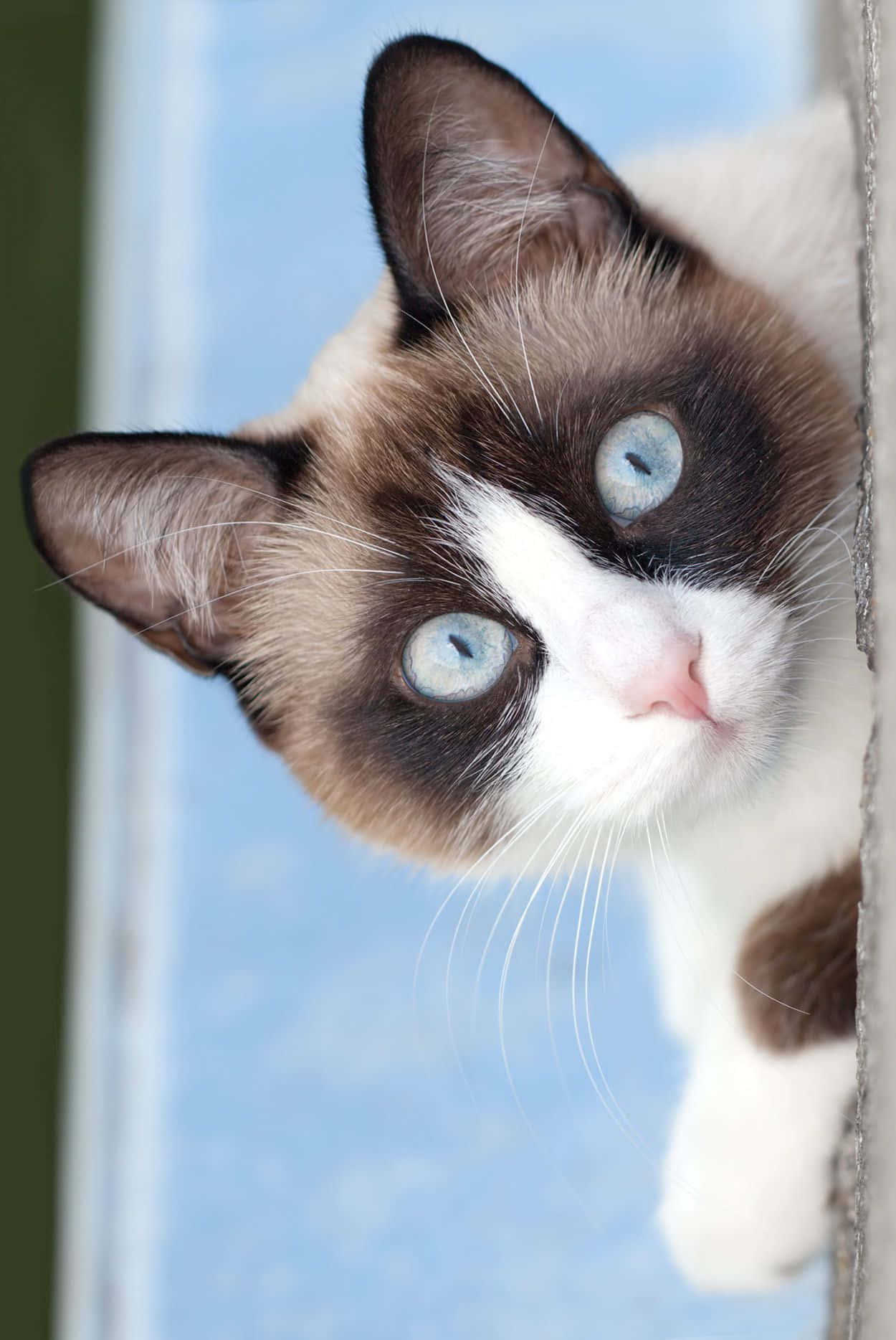 snowshoe cat, blue eyes, window frame, HD Phone Wallpaper
