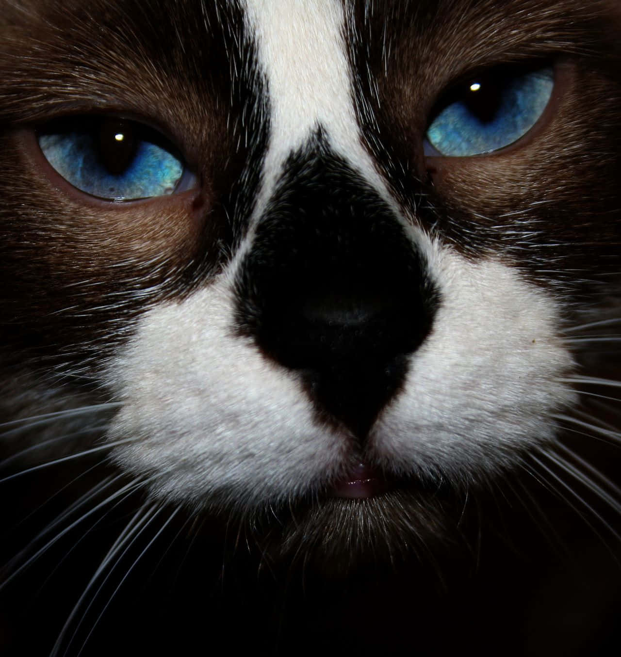 Snowshoe Cat, black and white cat, striking blue eyes, HD Phone Wallpaper