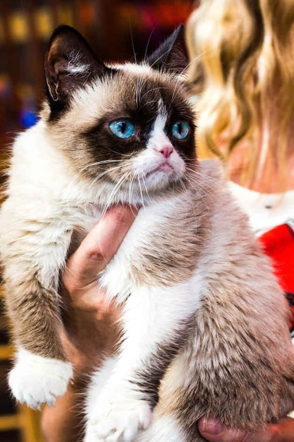 Snowshoe Cat, fluffy, grumpy, HD Phone Wallpaper