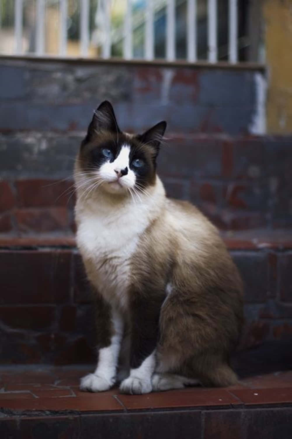 Snowshoe Cat, blue eyes, weathered brick steps, HD Phone Wallpaper
