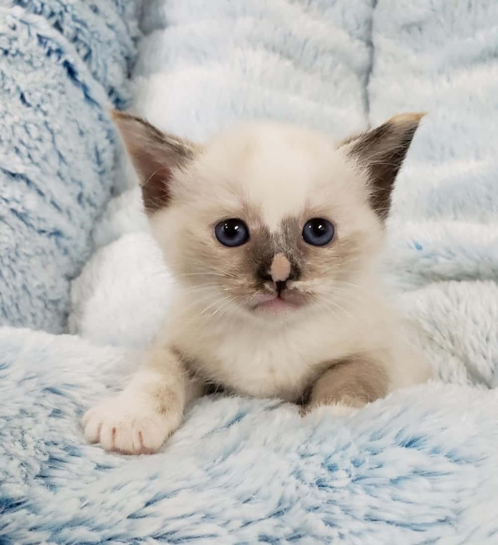 Snowshoe Cat, cream-colored, blue eyes, SD Phone Wallpaper