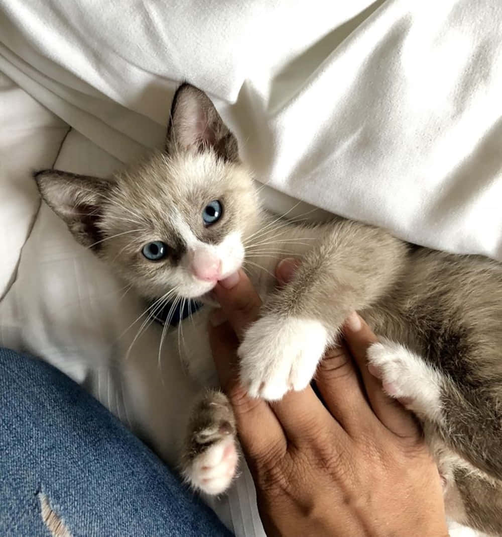 Snowshoe Cat, blue-eyed, white paws, SD Phone Wallpaper