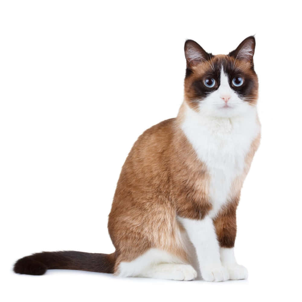 Snowshoe Cat, fluffy, striking blue eyes, SD Desktop Wallpaper