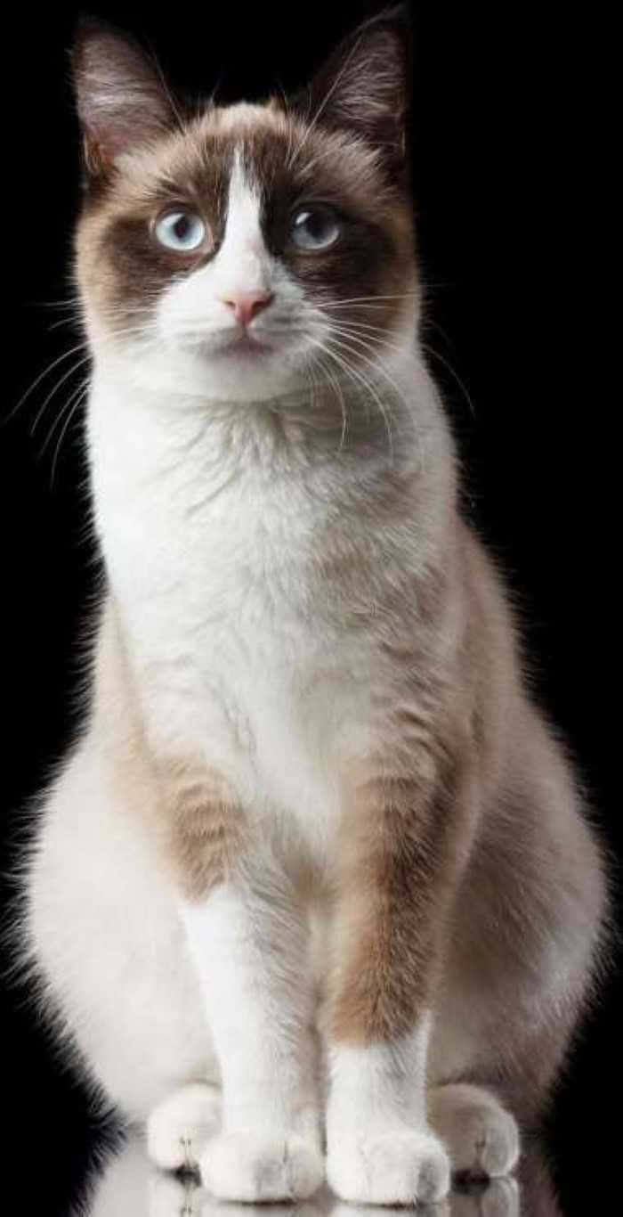 Snowshoe Cat, blue eyes, vintage couch, HD Phone Wallpaper
