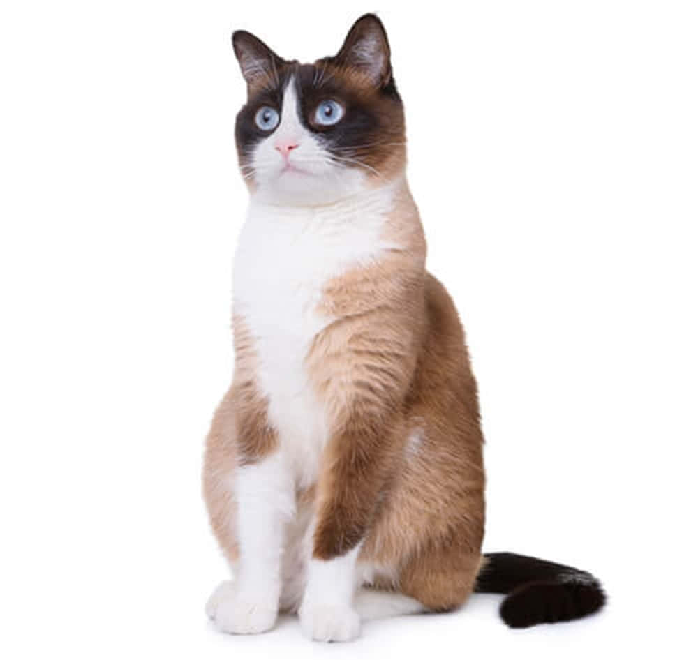 Snowshoe Cat, blue eyes, white background, SD Desktop Wallpaper