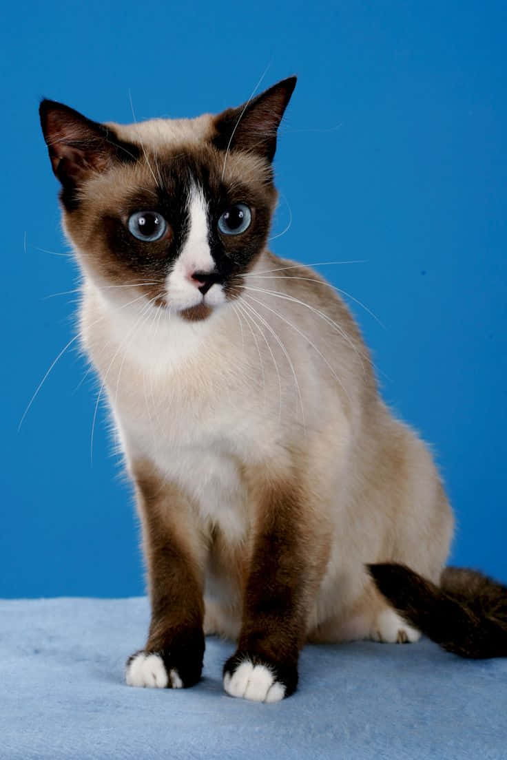 Snowshoe Cat, blue eyes, dark points, SD Phone Wallpaper