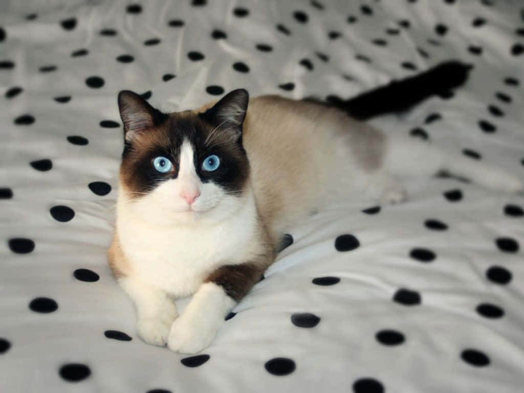 Snowshoe Cat, blue eyes, white blanket, SD Desktop Wallpaper
