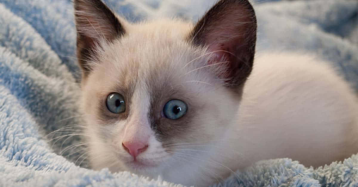 Snowshoe Cat, fluffy white kitten, striking blue eyes, SD Desktop Wallpaper