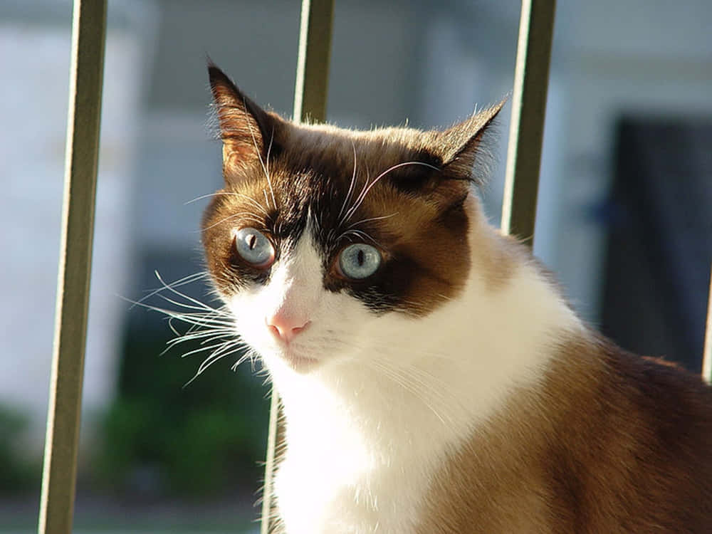 snowshoe cat, blue eyes, sunlit metal bars, SD Desktop Wallpaper