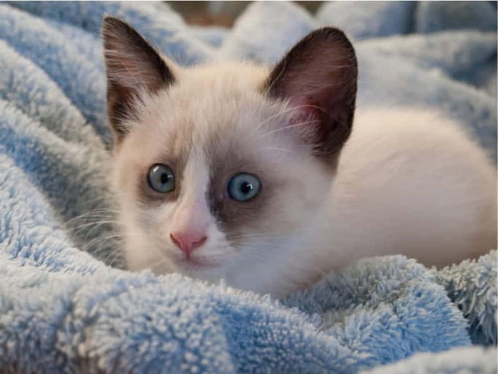 Snowshoe Cat, fluffy white kitten, striking blue eyes, SD Desktop Wallpaper