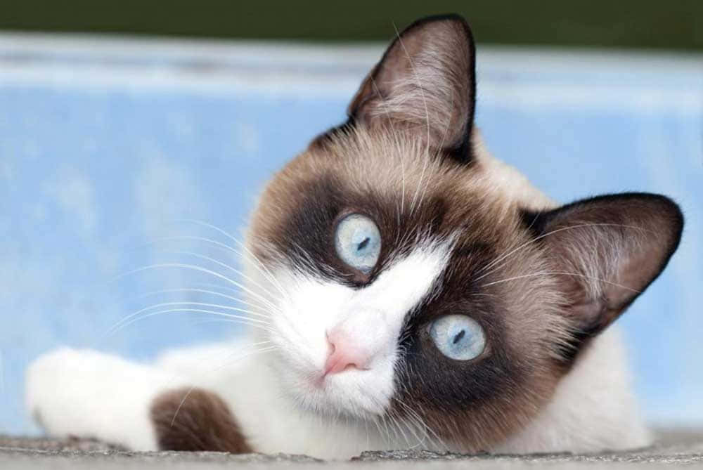 snowshoe cat, blue eyes, white fur, SD Desktop Wallpaper
