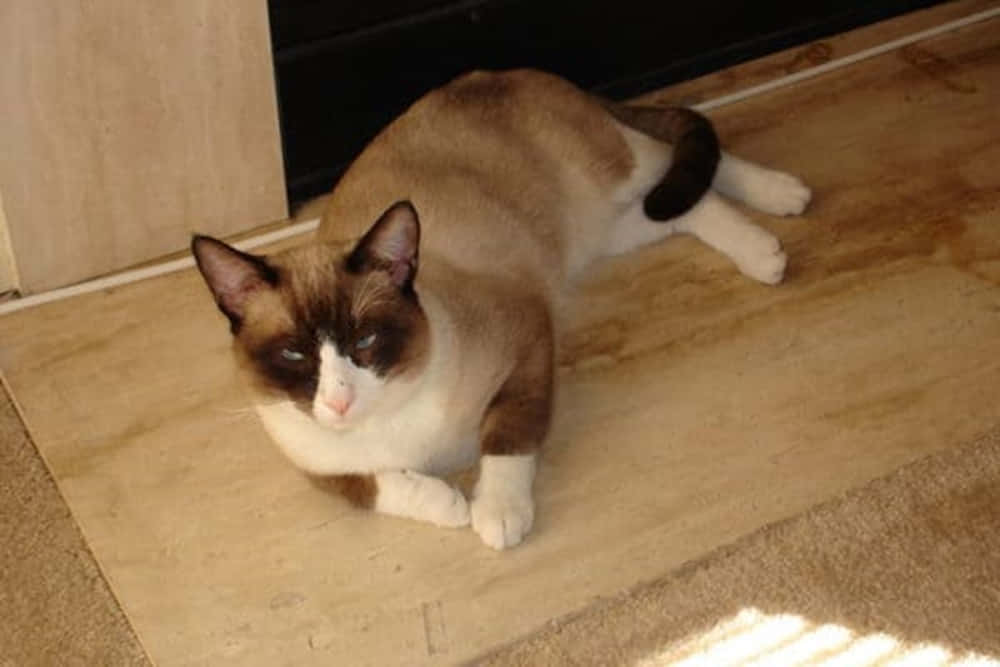 Snowshoe Cat, dark face and paws, beige carpet, SD Desktop Wallpaper