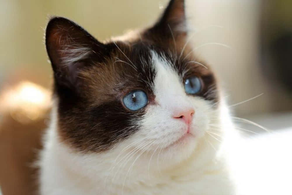 Snowshoe Cat, fluffy, striking blue eyes, SD Desktop Wallpaper