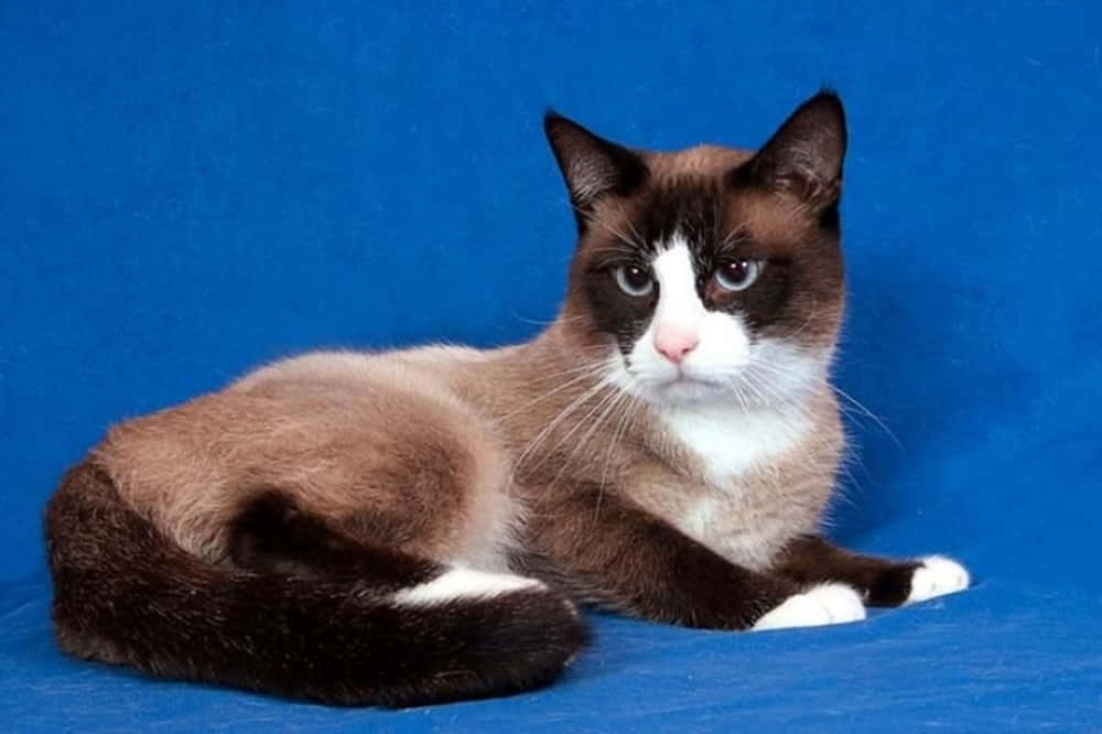 Snowshoe Cat, dark brown and white fur, wooden surface, SD Desktop Wallpaper