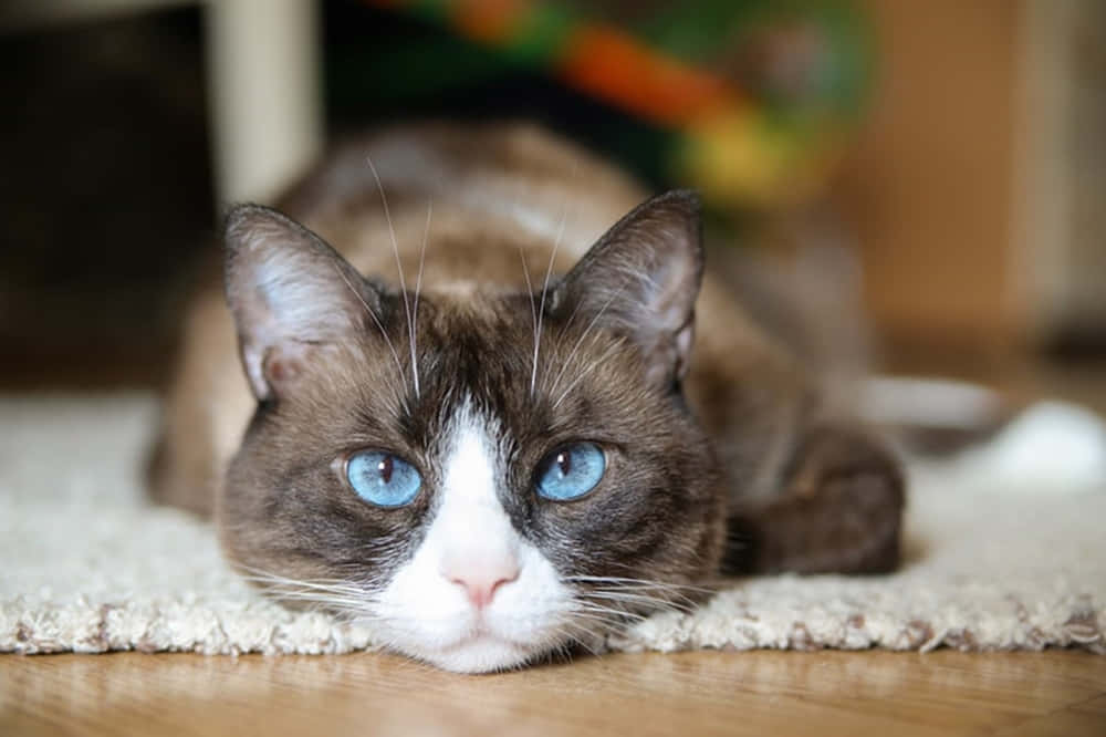 snowshoe cat, blue eyes, fluffy rug, SD Desktop Wallpaper