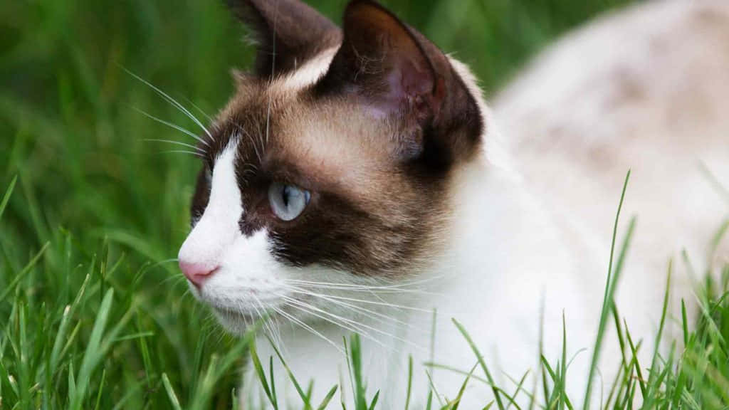 Snowshoe Cat, blue eyes, vibrant green grass, SD Desktop Wallpaper
