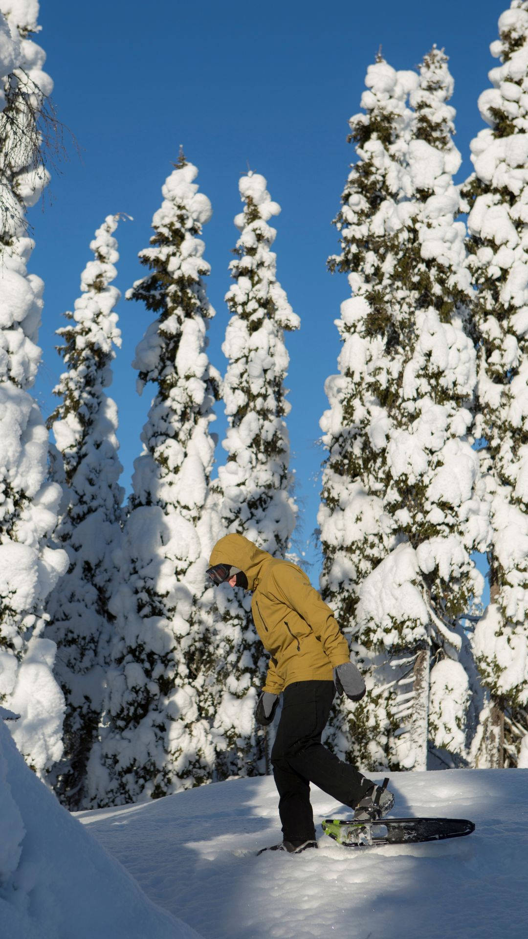 snowshoeing, pine trees, yellow jacket, Full HD Phone Wallpaper
