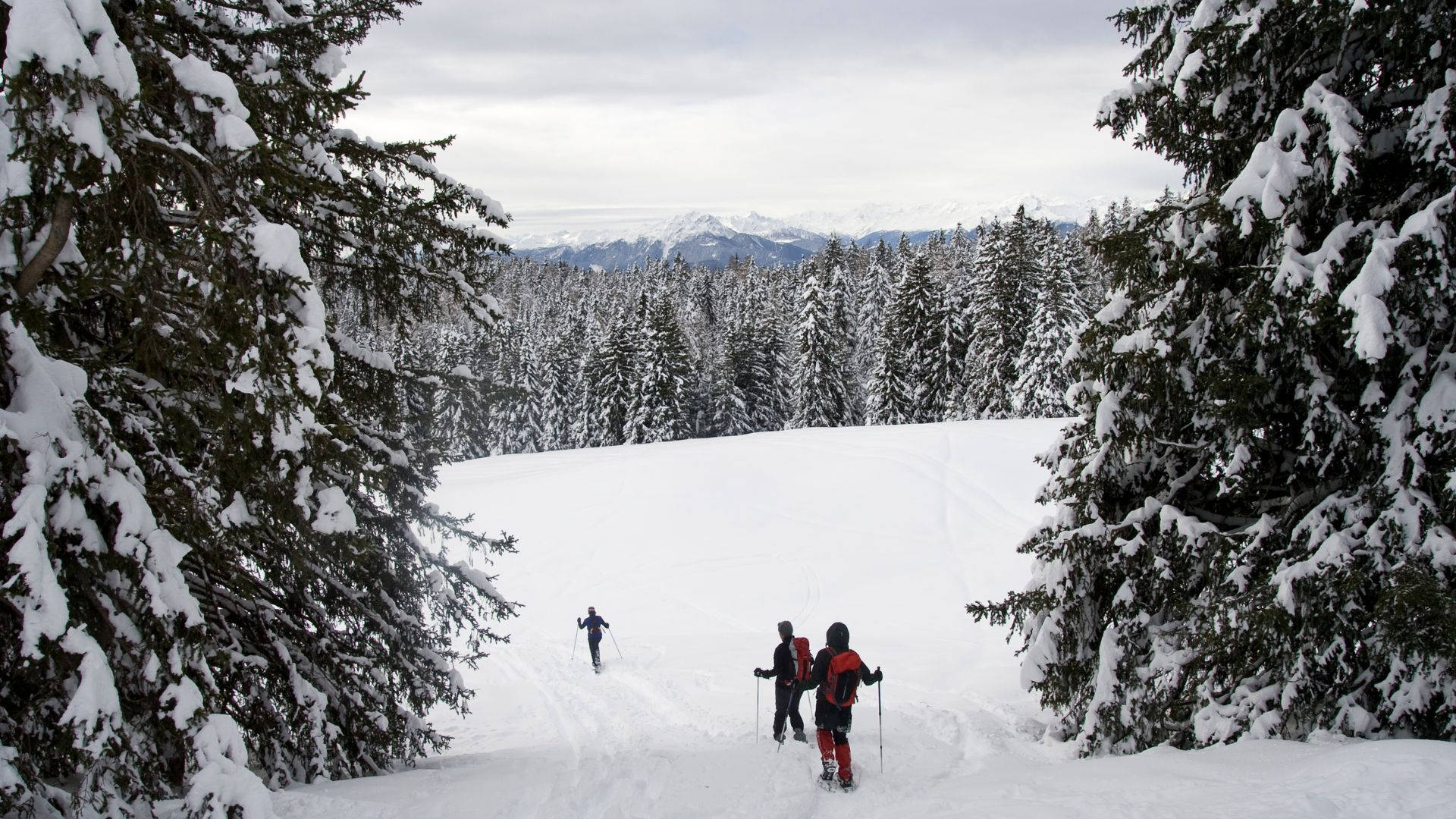 snowshoeing, snowy mountains, snow-laden evergreens, Full HD Desktop Wallpaper
