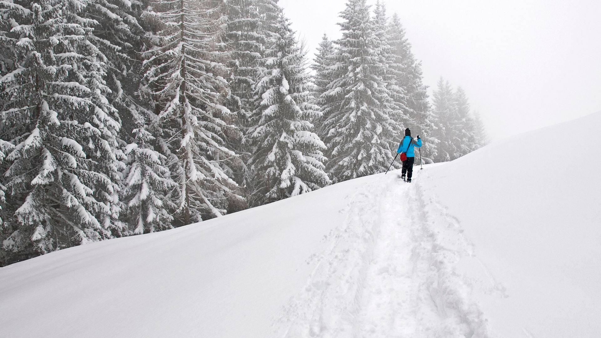 snowshoeing, trace snow mountain, snowy forest, Full HD Desktop Wallpaper