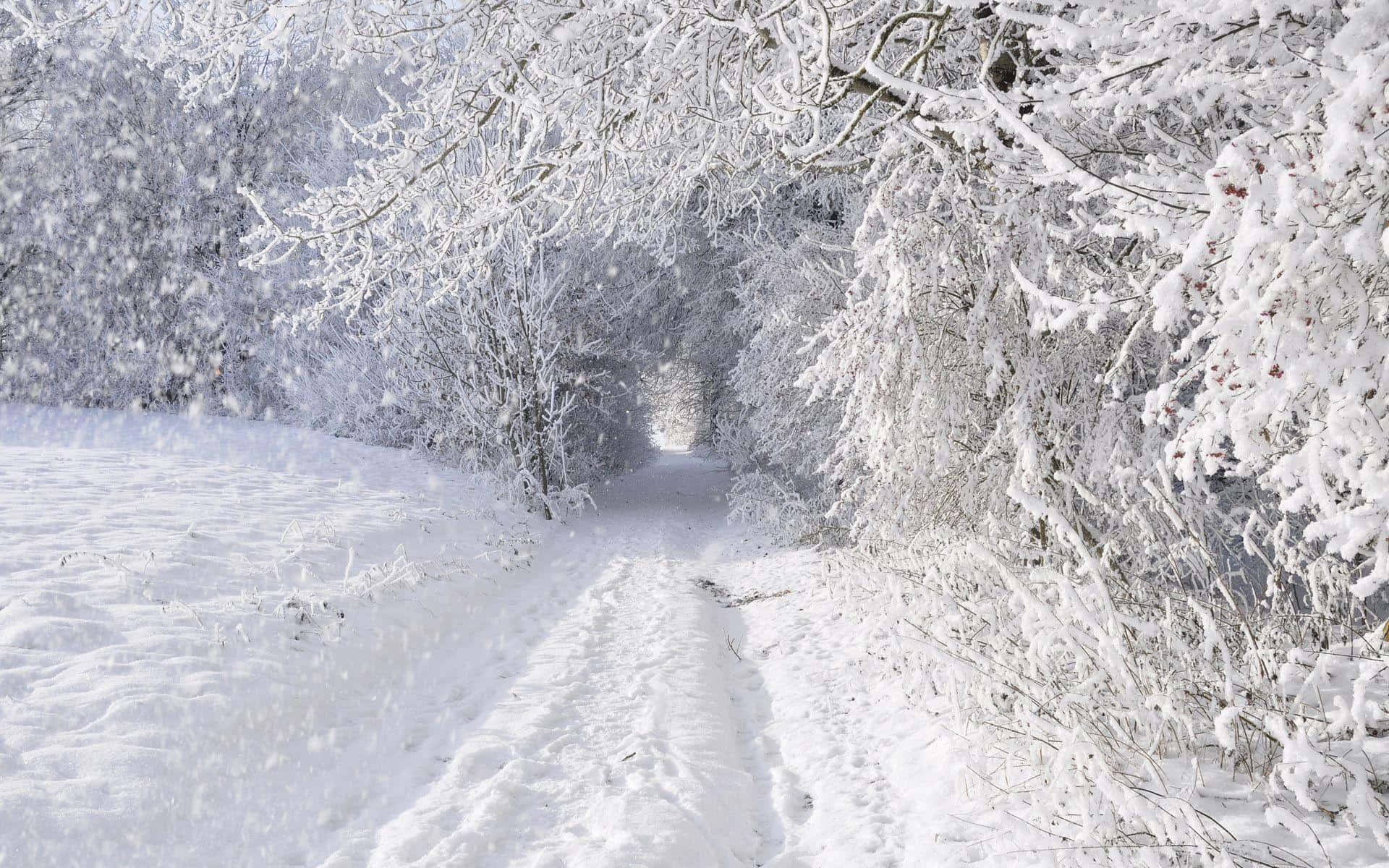 snow-covered forest path, frosted trees, gentle snowfall, Full HD Desktop Wallpaper