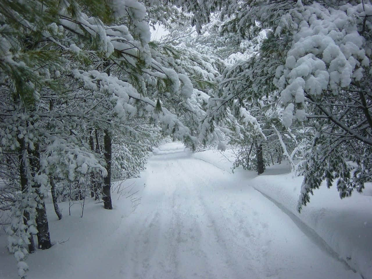 Snowstorm, winter wonderland, snow-covered forest path, HD Desktop Wallpaper