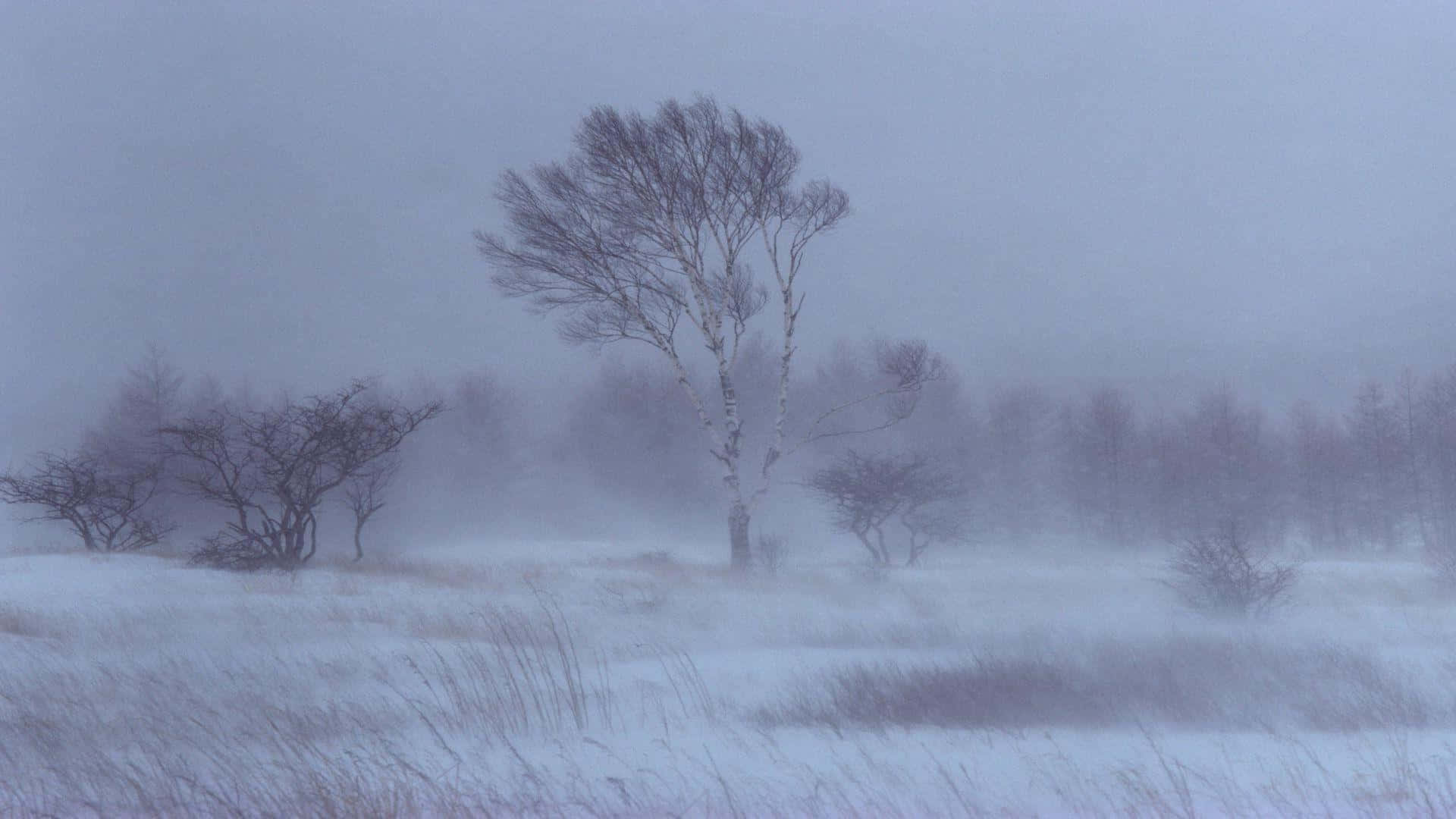 Snowstorm, birch tree, snowy field, Full HD Desktop Wallpaper