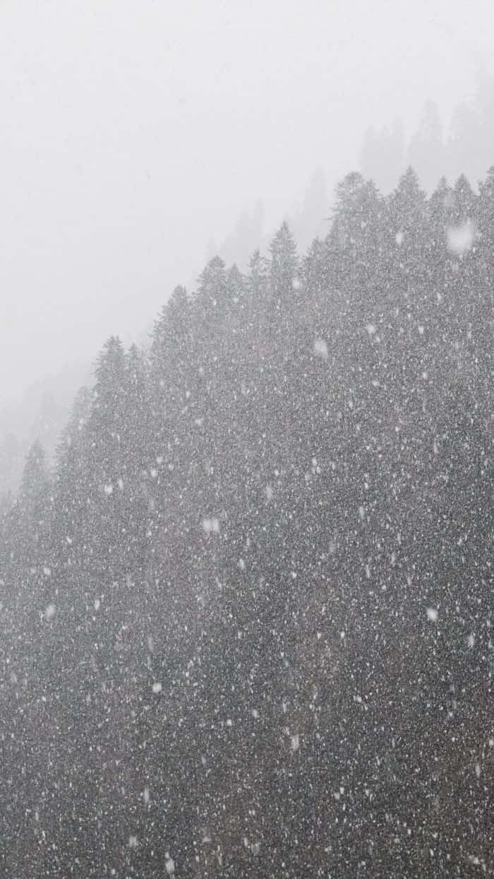 Snowstorm, dark evergreen forest, gray winter sky, SD Phone Wallpaper