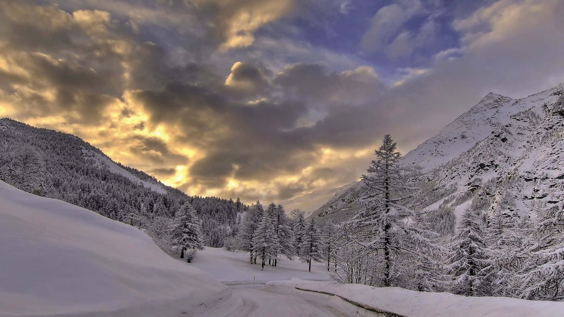 Snowstorm, 1920 x 1080, winter forest, Full HD Desktop Wallpaper