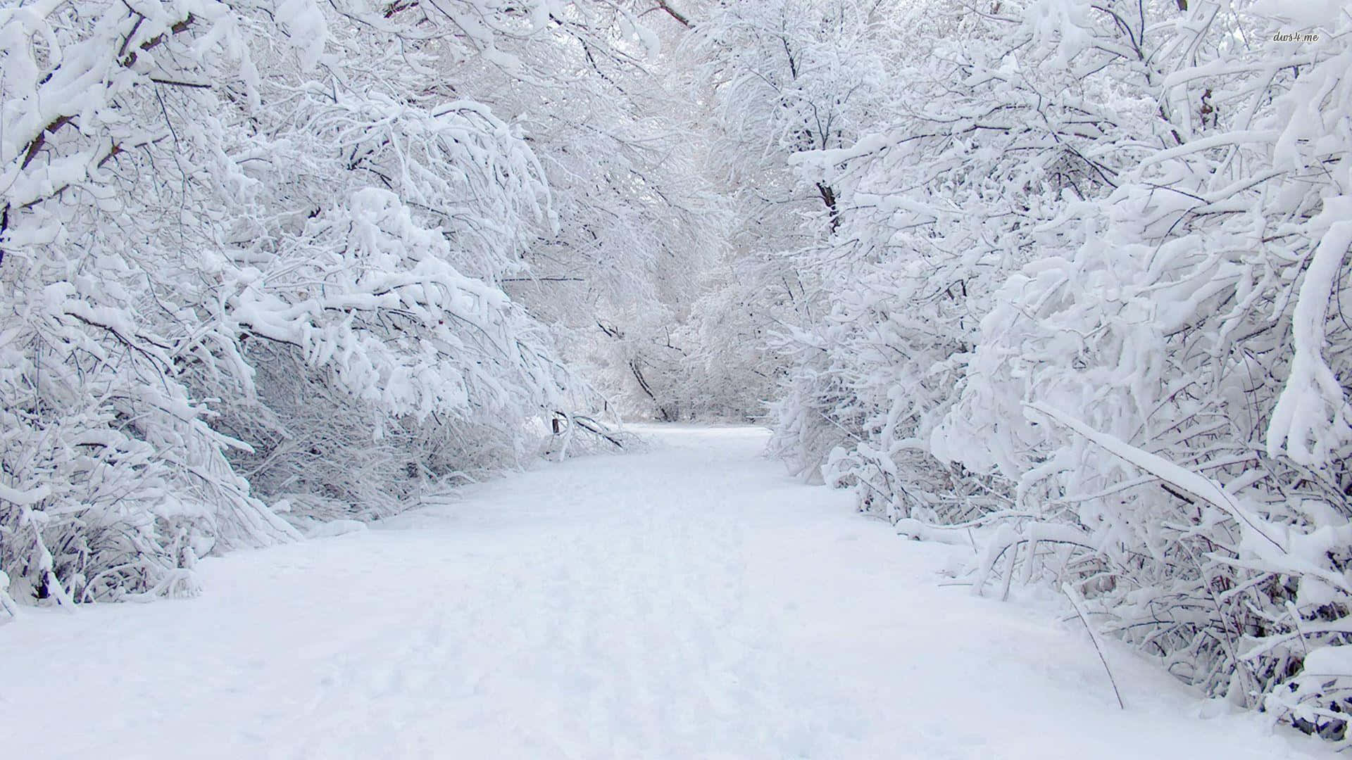 winter wonderland, snow-covered forest path, trees, Full HD Desktop Wallpaper