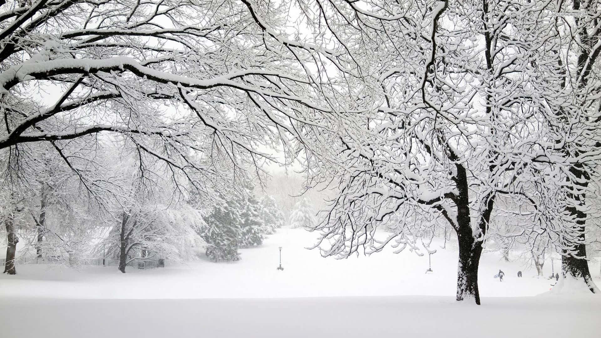 Snowstorm, night, quiet winter park, Full HD Desktop Wallpaper