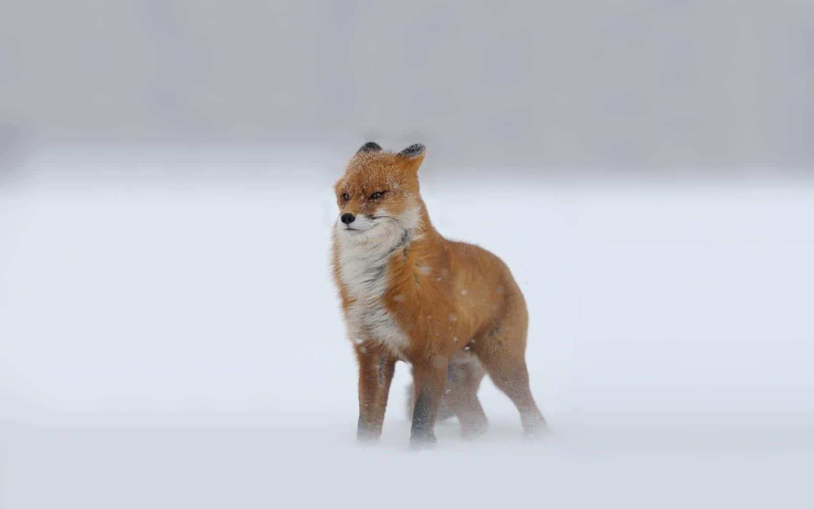 Snowstorm, red fox, snowy field, HD Desktop Wallpaper