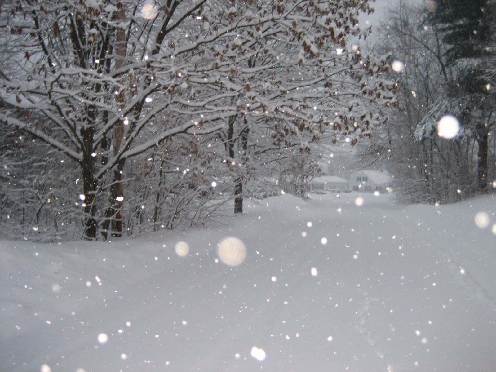 Snowstorm, 1600 x 1200, Forest, HD Desktop Wallpaper