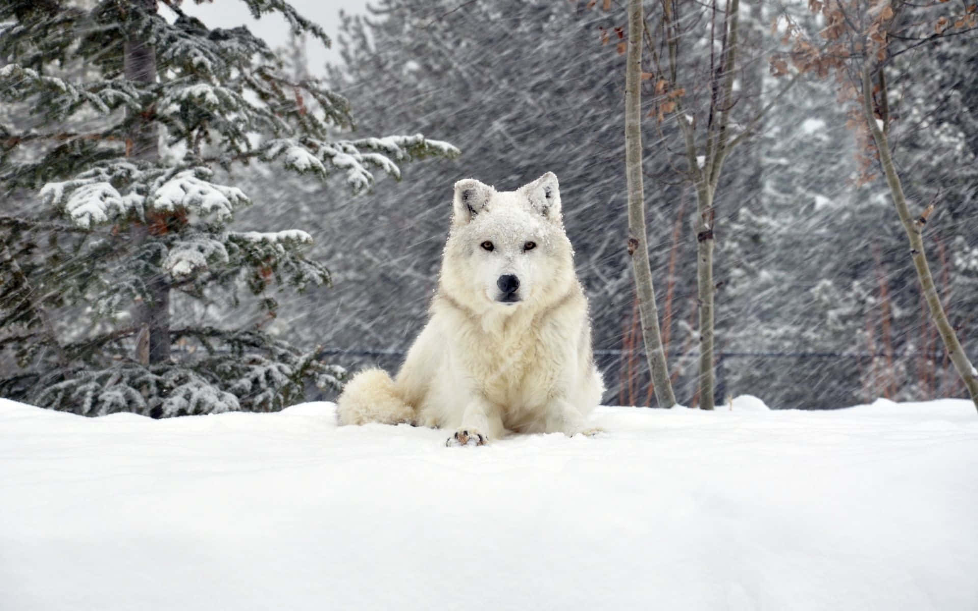 Snowstorm, white wolf, deep snow, Full HD Desktop Wallpaper